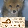 Red Fox